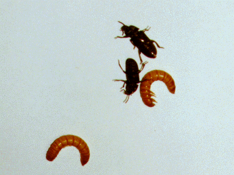 Meal worm and darkling beetle